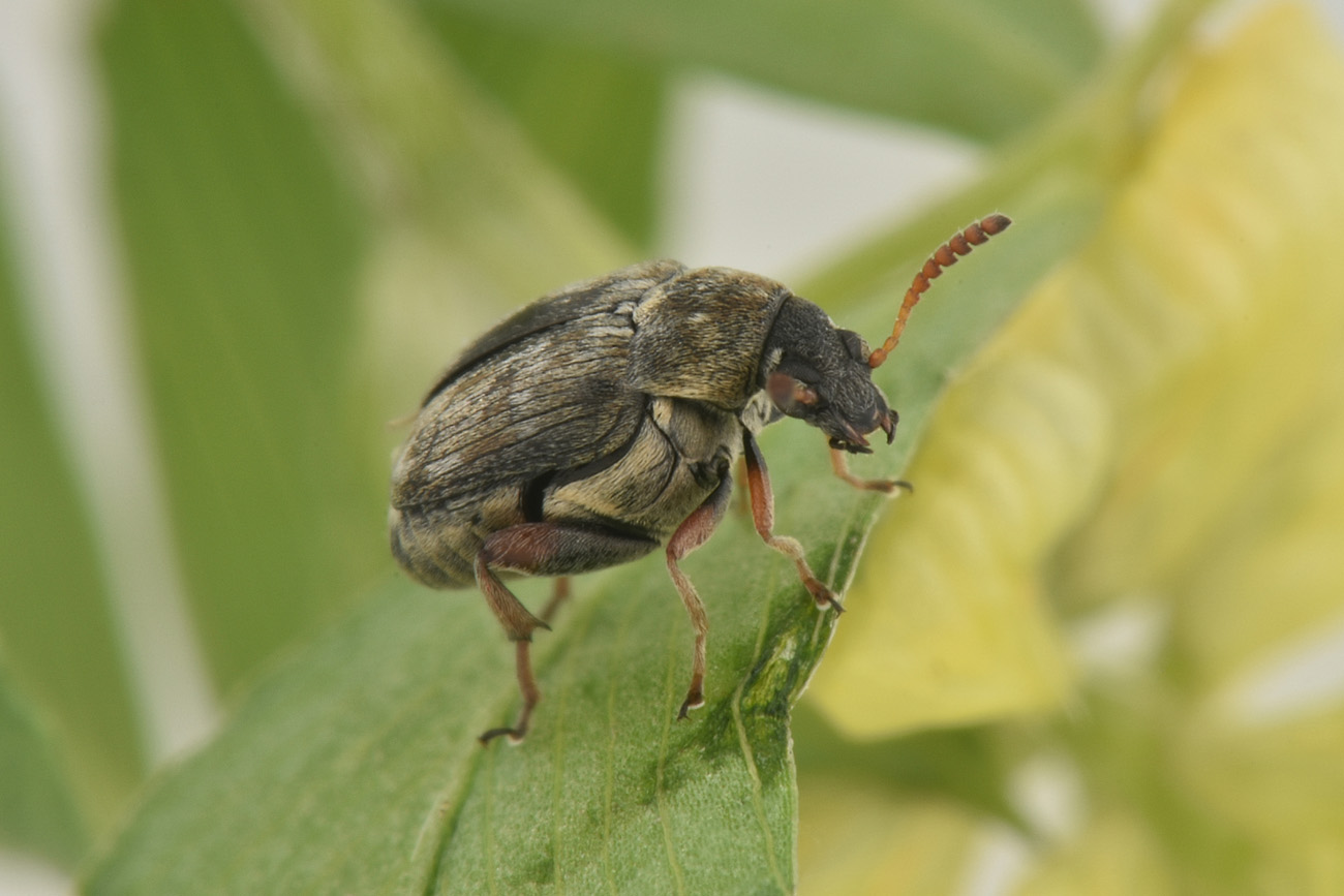 Chrysomelidae Bruchinae: Bruchus sp.? No, maschio di Bruchidius lividimanus